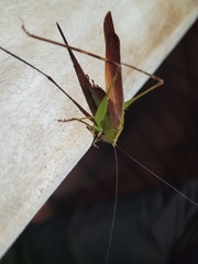 Tettigoniidae
