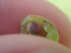Dryocosmus quercuspalustris