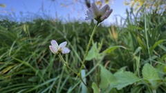Persicaria senticosa