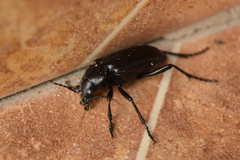 Calosoma peregrinator