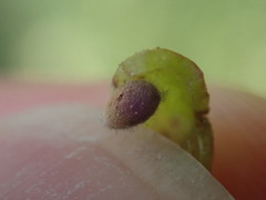 Dryocosmus quercuspalustris