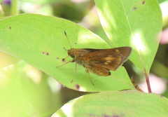Euphyes conspicua