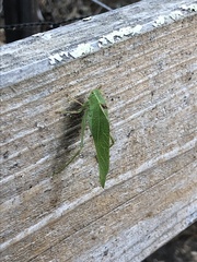 Microcentrum californicum