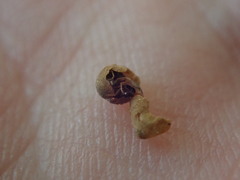 Dryocosmus quercuspalustris