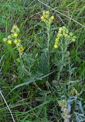 Potentilla pensylvanica