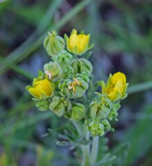 Potentilla pensylvanica