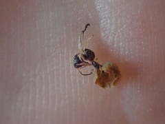 Dryocosmus quercuspalustris