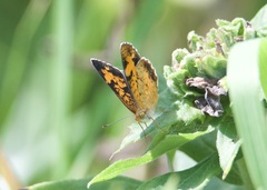 Phyciodes cocyta