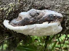 Fomitopsis