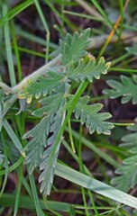 Potentilla pensylvanica