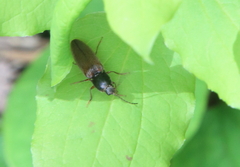 Hemicrepidius decoloratus