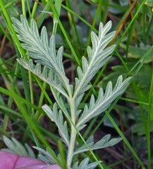Potentilla pensylvanica