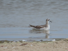 Phalaropus tricolor