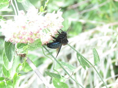 Xylocopa californica