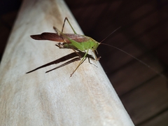Tettigoniidae