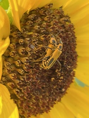 Chauliognathus pensylvanicus