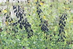 Baptisia alba