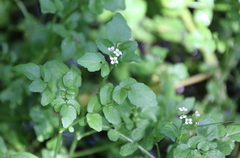 Nasturtium officinale