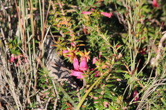 Epacris
