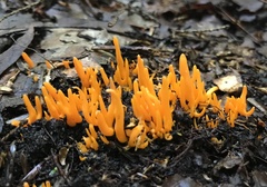 Clavariaceae