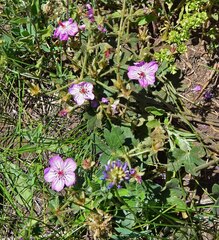 Geranium caespitosum