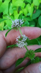 Mentha canadensis