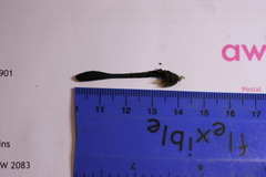 Geoglossum