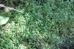 Nasturtium officinale