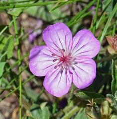 Geranium caespitosum