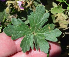 Geranium caespitosum