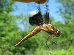 Libellula luctuosa