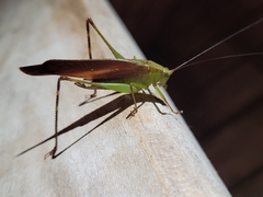 Tettigoniidae