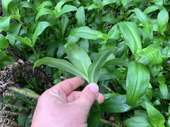 Tradescantia fluminensis