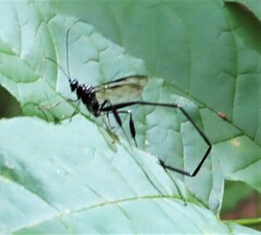 Pelecinus polyturator