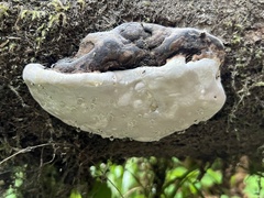 Fomitopsis