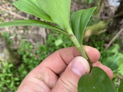 Tradescantia fluminensis