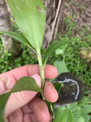 Tradescantia fluminensis