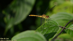 Sympetrum