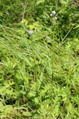 Cirsium muticum
