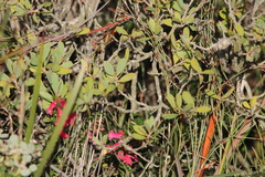 Epacris