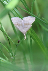 Phalaenostola metonalis
