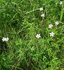 Geranium richardsonii