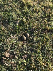 Vanellus miles novaehollandiae