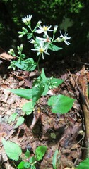 Eurybia