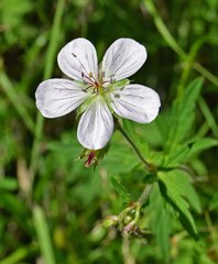 Geranium richardsonii