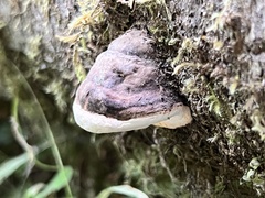 Fomitopsis