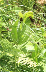 Cypripedium reginae