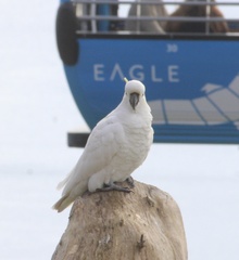 Cacatua galerita