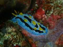 Phyllidia coelestis