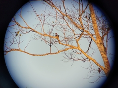 Campephilus melanoleucos